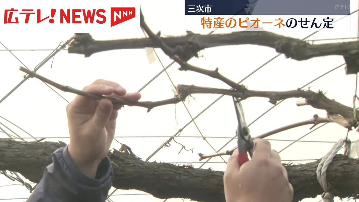 特産「ピオーネ」のせん定作業が続く　広島・三次市