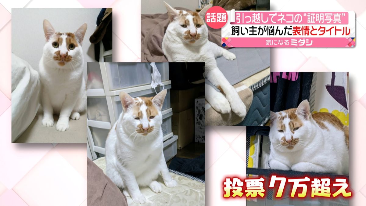 「座り方ブスしょぼぼ」引っ越しで提出“ネコの証明写真”　独特な表情とタイトル…SNSで話題に
