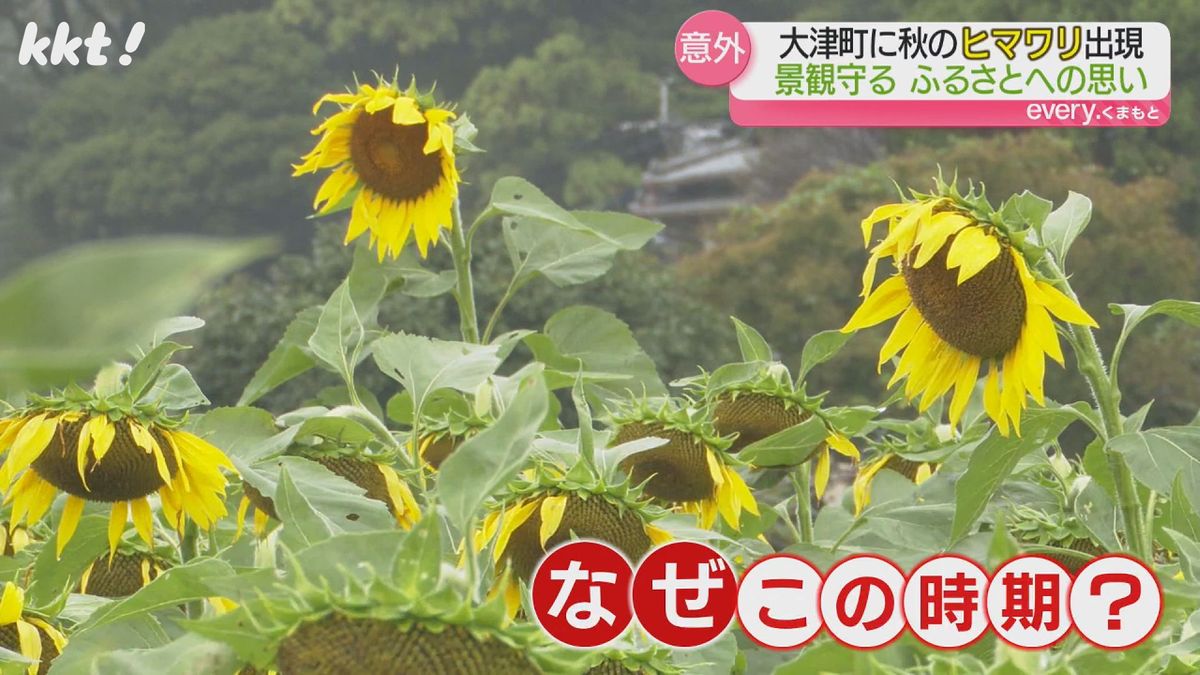 【霜降】霜が降りる時期ですが暖かい朝…季節外れの花も 猛暑で野菜の価格にも影響