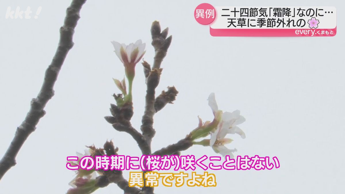 １０月下旬に桜