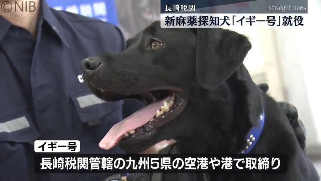 訓練成果を披露　麻薬探知犬 “イギー号” 就役式　長崎税関管轄の空港や港で取り締まり《長崎》