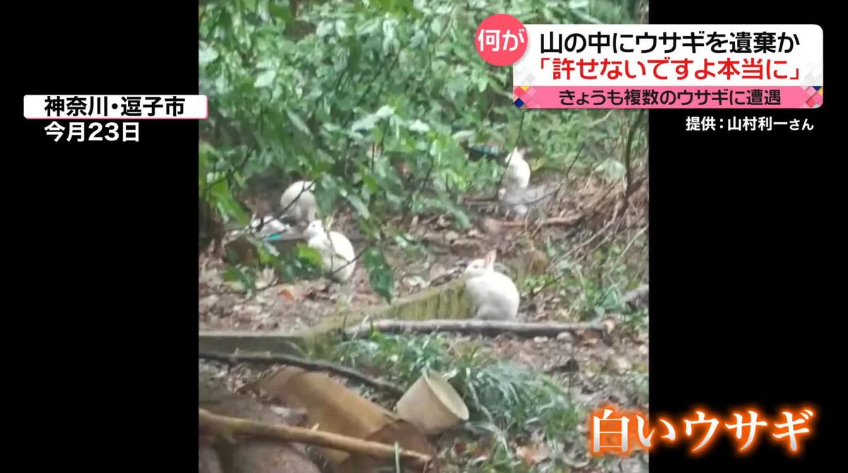 ウサギ30匹以上が山中に…何者かが遺棄か　取材中に遭遇　神奈川・逗子市