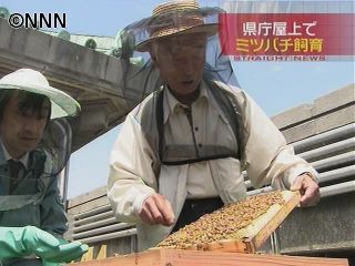 愛知県庁屋上でミツバチ約２万５千匹を飼育