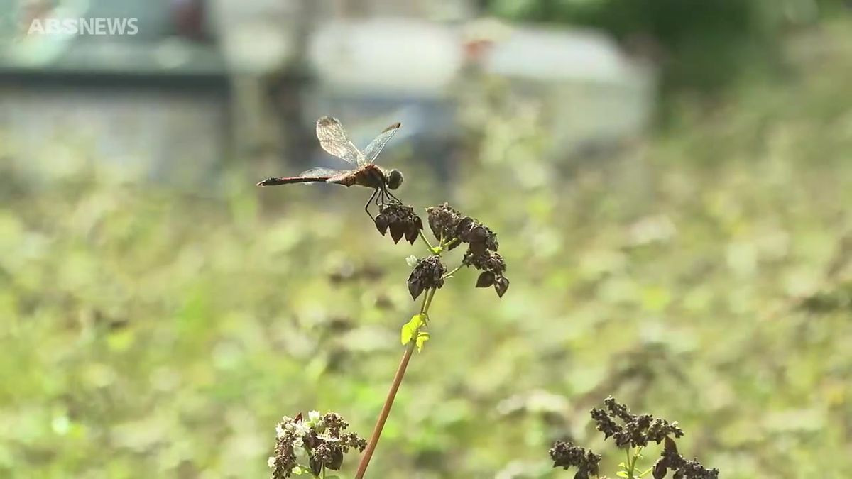 食欲の秋！ソバの収穫盛ん　収量は例年の3割増　風味豊かな新そばに