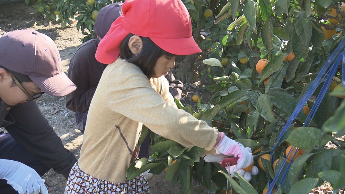 「農業の楽しさ伝えたい」伊予農高が園児たちを招待 ミカン畑で一緒に収穫体験【愛媛】