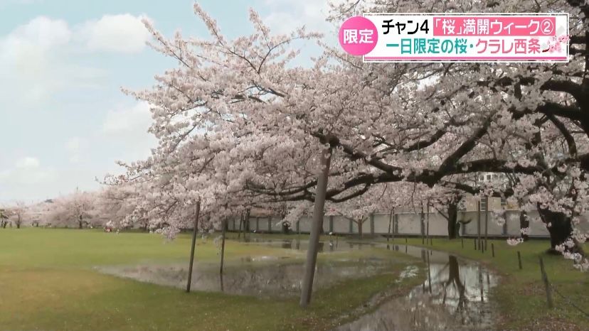 クラレ西条事業所で一日限定の観桜会 300人が満開の桜楽しむ【愛媛】