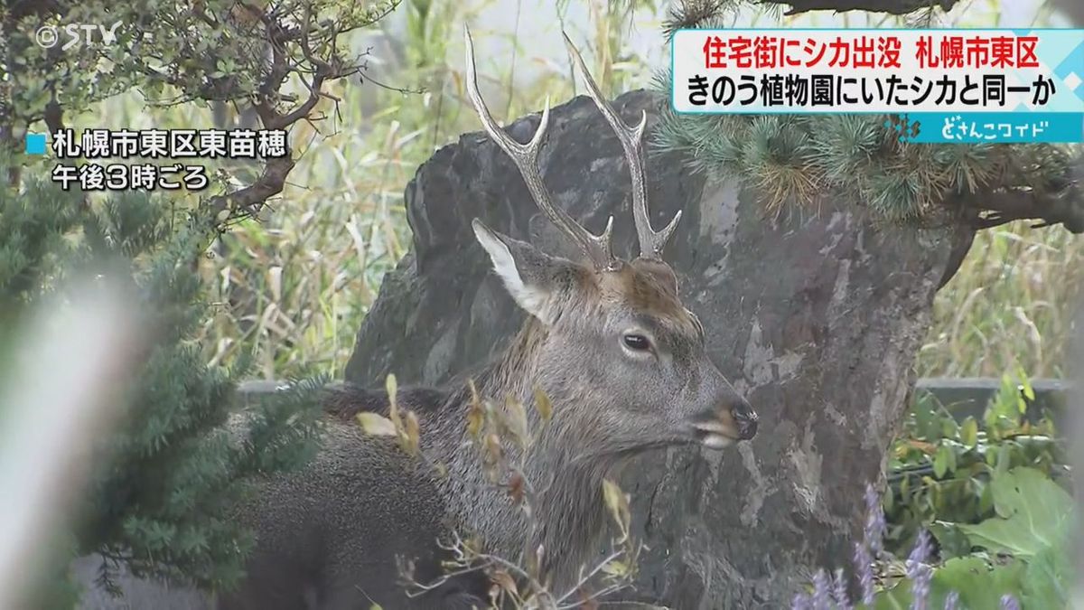 北大植物園に迷い込んだシカと同一か　住宅敷地や周辺を徘徊　札幌市東区