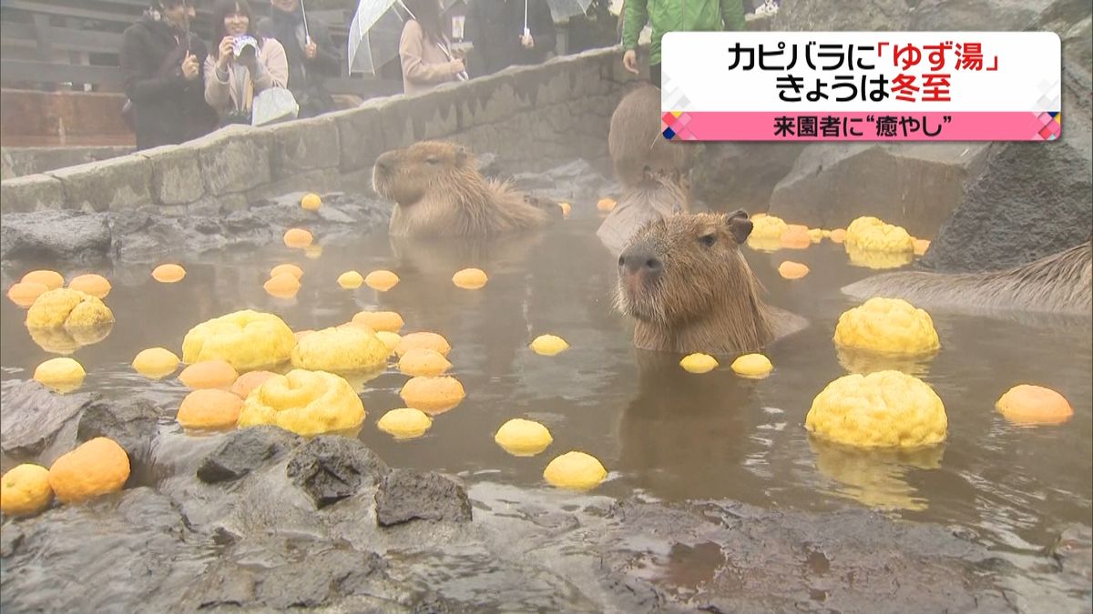 「冬至」カピバラ一家はユズ湯でのんびり