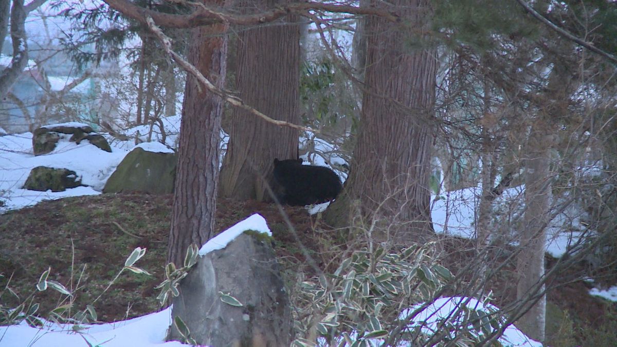 新庄市中心部に出没のクマ　最上公園内から逃げ出すも依然として市内中心部に　2日午前9時現在