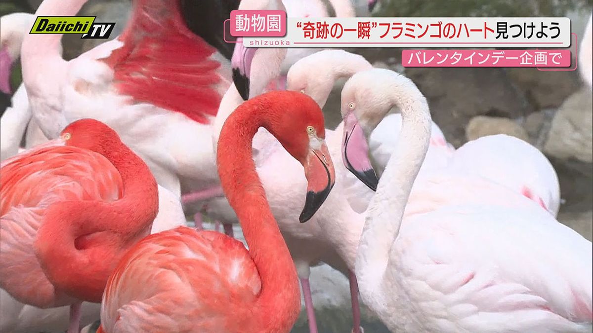 【バレンタインデー】動物が描くハートはどこに！？写真に納めてSNSに投稿を（静岡・東伊豆町）