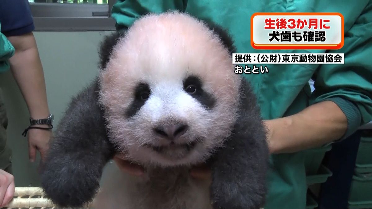 くりくりした目で…赤ちゃんパンダ最新映像