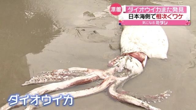 「ダイオウイカ」鳥取で発見　重さ100キロ・体長8メートル　日本海側で目撃相次ぐ