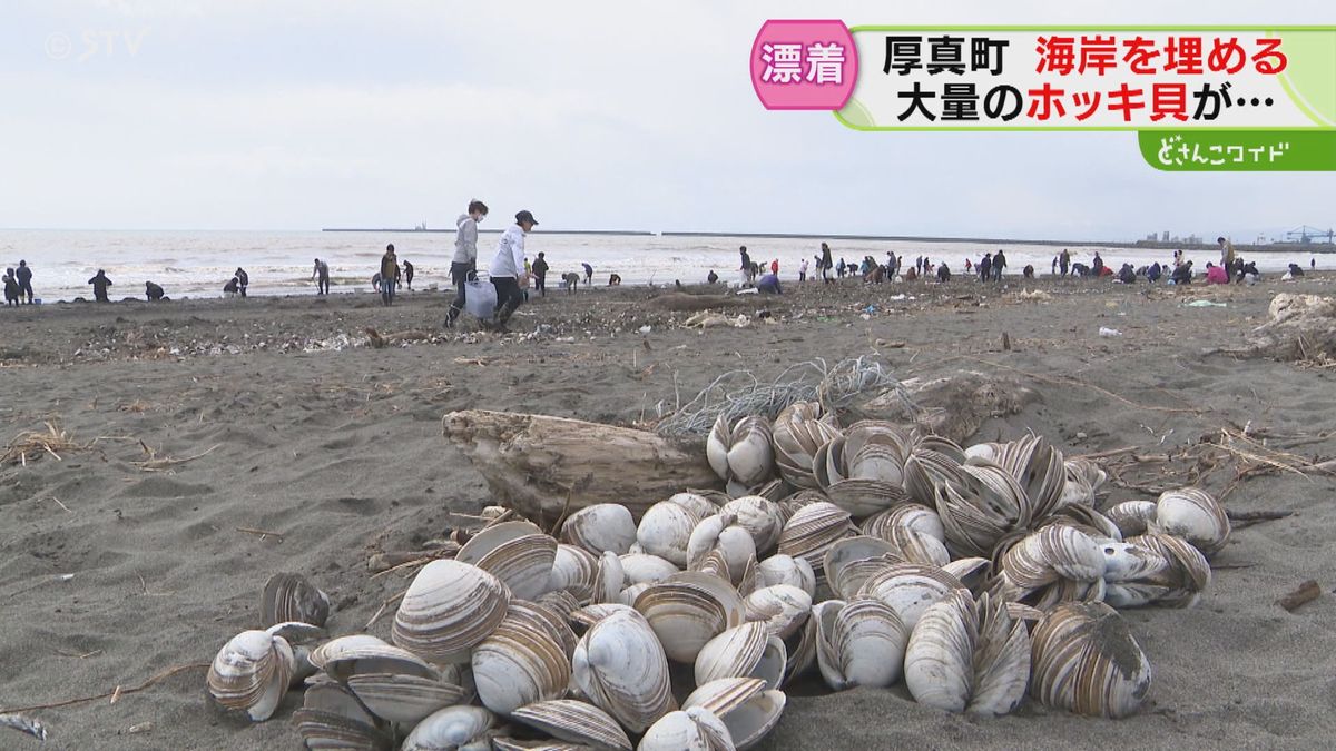 「札幌から来た」拾う人が殺到　海岸に大量のホッキ貝　食中毒の危険も　しけが影響か　北海道