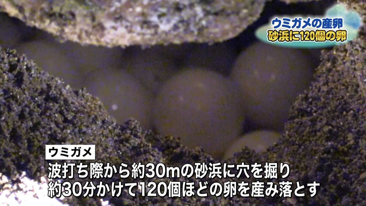 徳島・大浜海岸　ウミガメが上陸、産卵