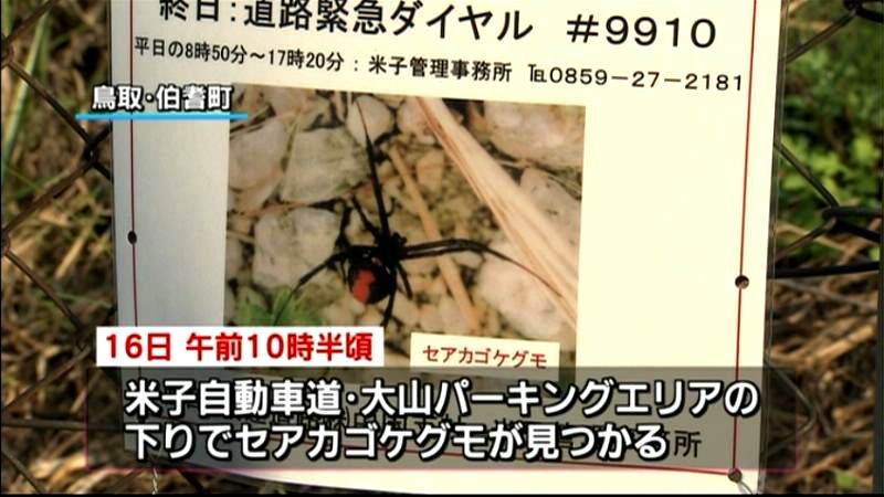 高速道路ＰＡで毒グモ９４匹見つかる　鳥取