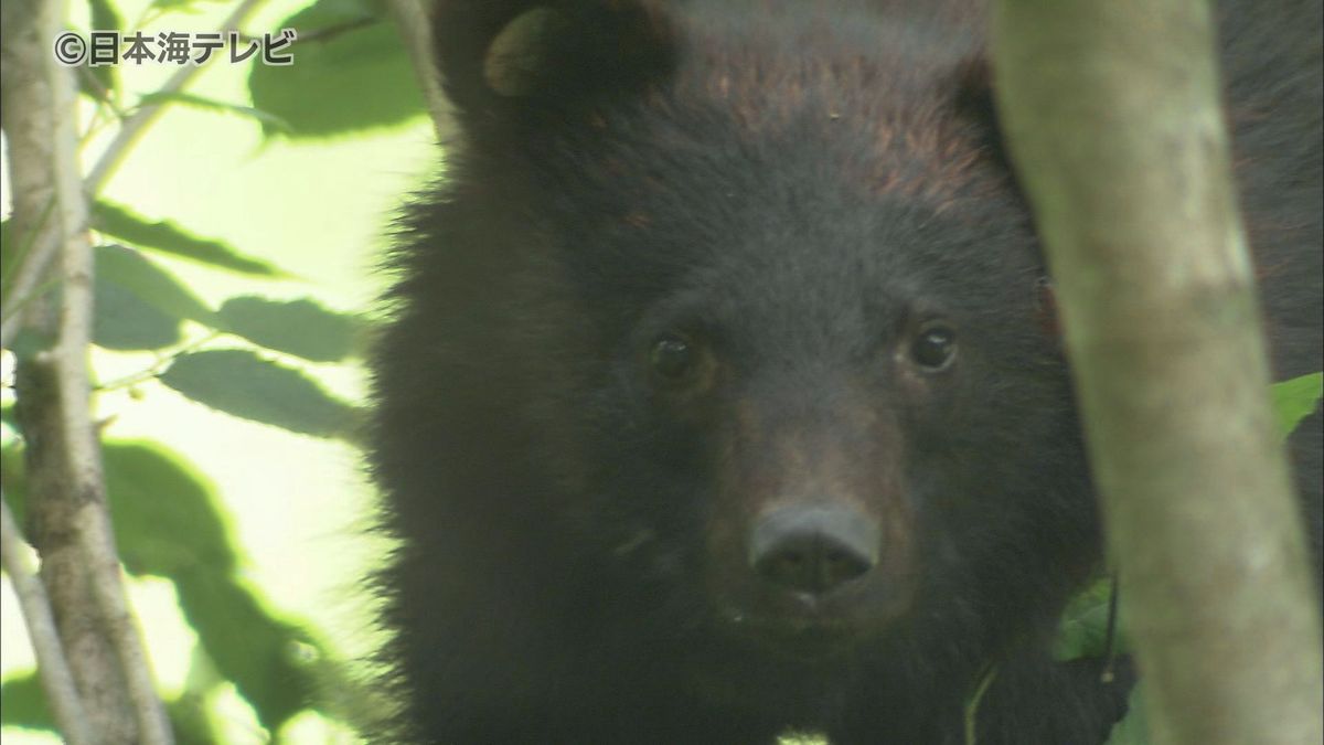 【速報】振り向いたらクマが　スプレーで撃退　測量作業員ダム付近の林道で遭遇　島根県浜田市