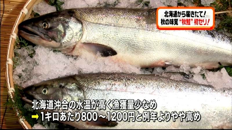 秋の味覚！　大阪市で「秋サケ」の初競り