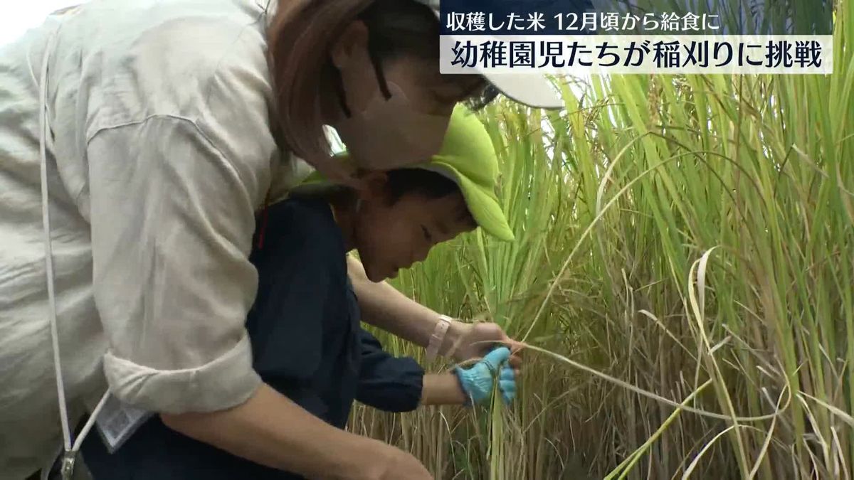 実りの秋、幼稚園児たちが稲刈りに挑戦「ぬくところ、おもしろい」　高知市