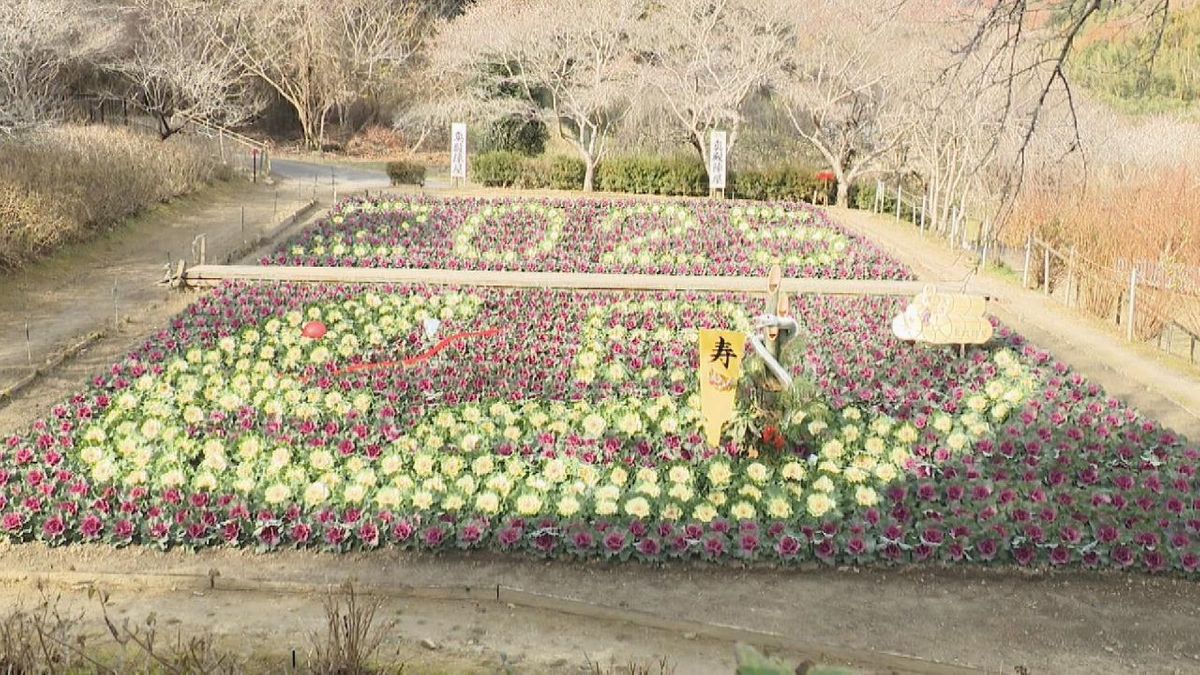 “毎年恒例” 葉ボタンで描かれた来年の干支「ヘビ」がお目見え  愛知・岡崎市