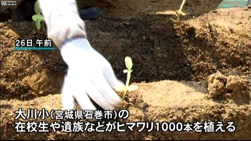 大川小近くにヒマワリの苗１０００本植える