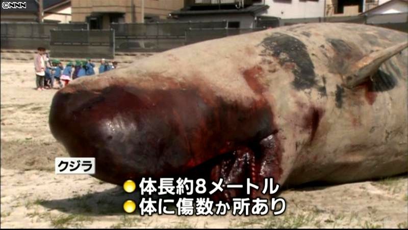 海岸にマッコウクジラの死骸　千葉・勝浦市