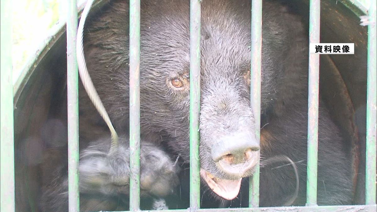 山形県内でクマの目撃相次ぐ　鶴岡市や川西町では民家の敷地内に　人への被害はなし