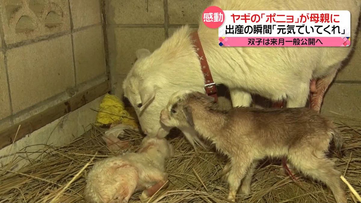 崖の上の「ポニョ」が母親に　双子の子ヤギを出産　カメラが捉えた新たな命の誕生