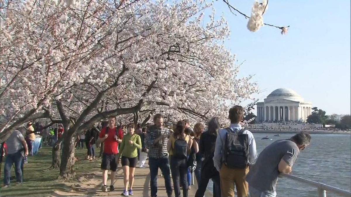 ワシントンでも桜が見頃　「祭り」も