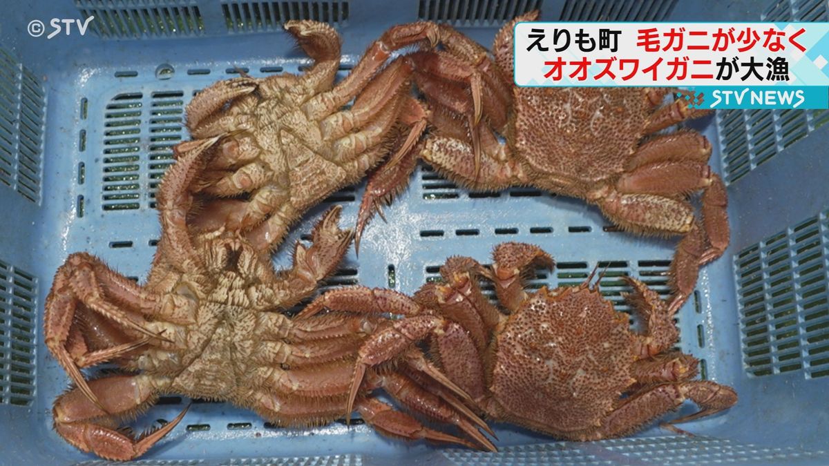 毛ガニより"オオズワイガニ”が大漁　北海道えりも町　毛ガニ水揚げ少なく　漁師「これからに期待」