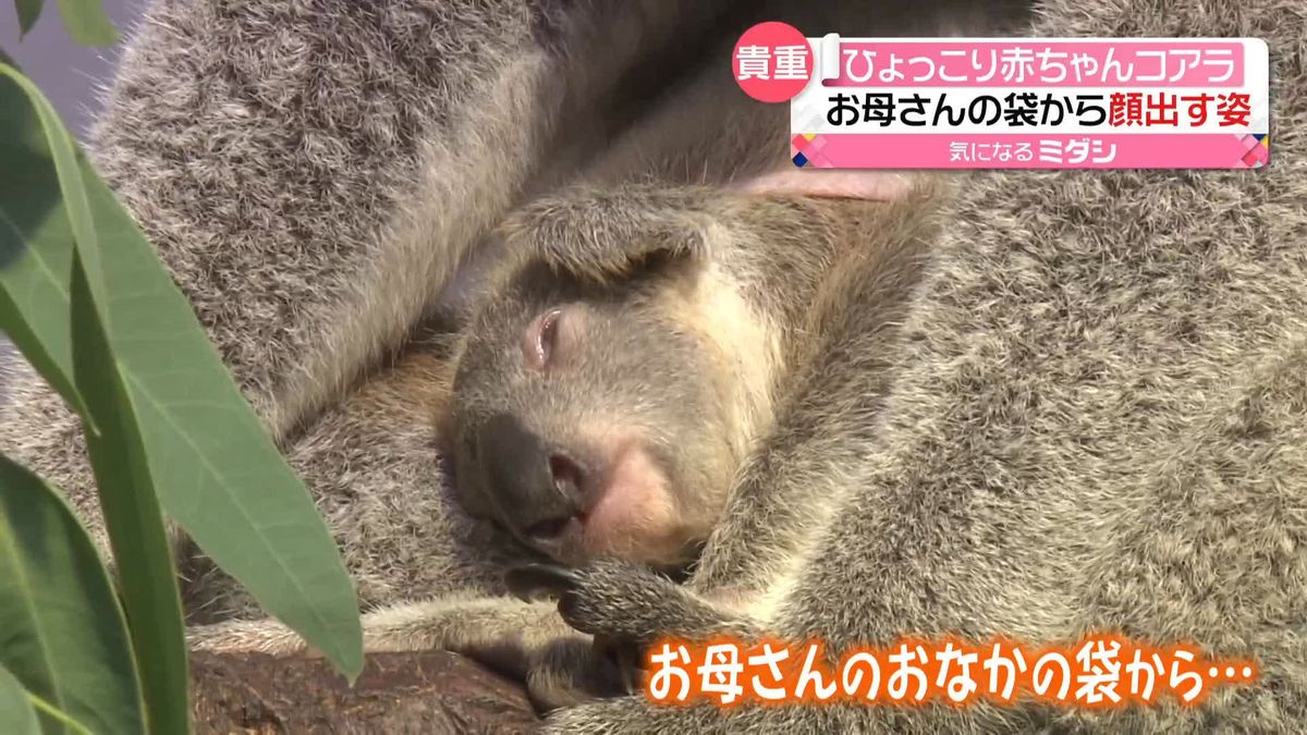 お母さんの袋の中から“ひょっこり”　「赤ちゃんコアラ」今だけの貴重な姿　鹿児島市