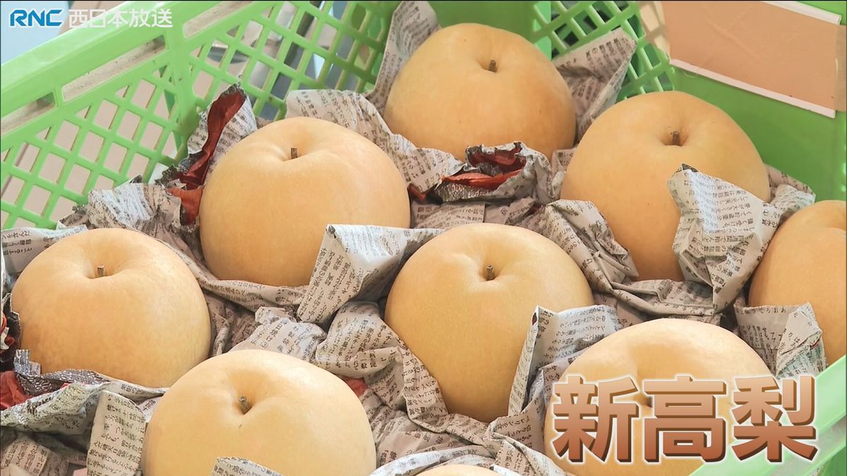 ジャンボな秋の味覚「新高梨（にいたかなし）」出荷始まる　津山市