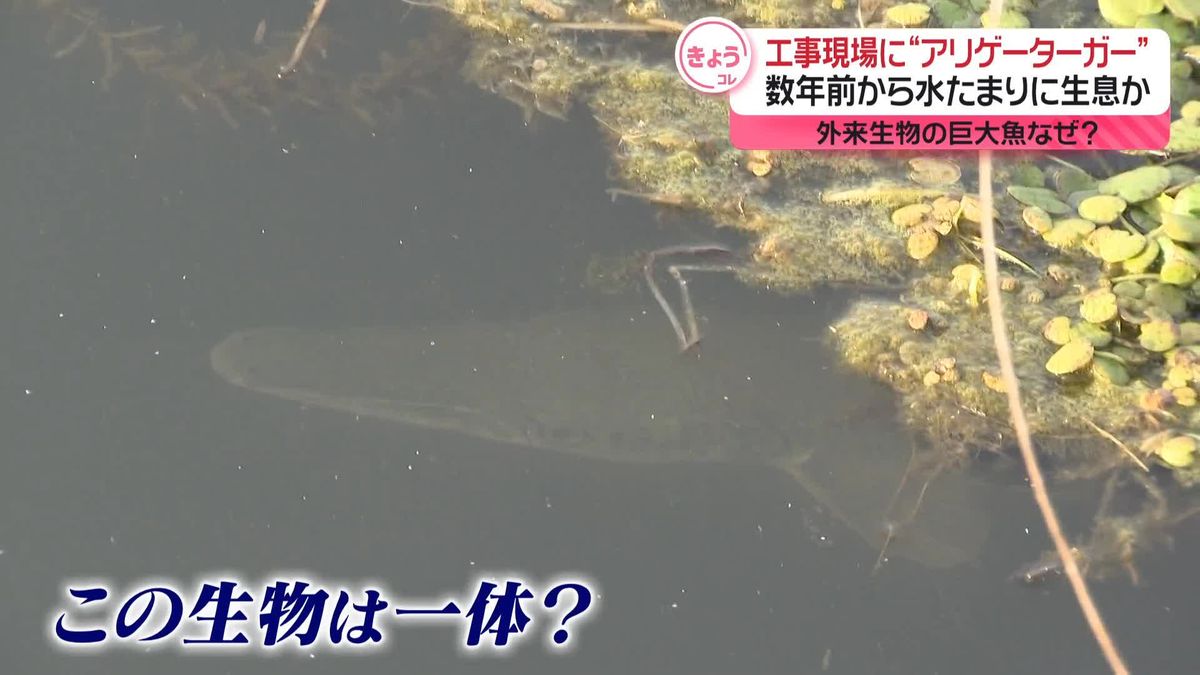 工事現場の水たまりに「アリゲーターガー」か　数年前から生息？　特定外来生物の巨大魚が、なぜ…