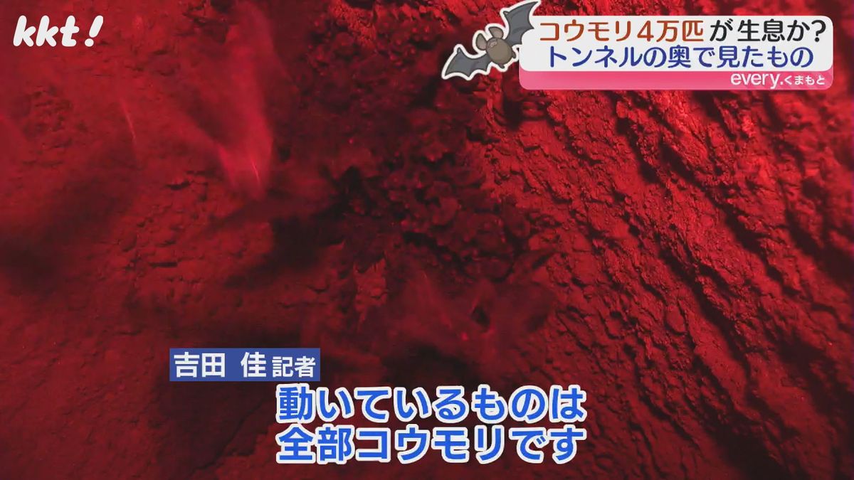 ｢動いているものは全部コウモリ｣トンネル内に4万匹 潜入調査と地元農家との共存