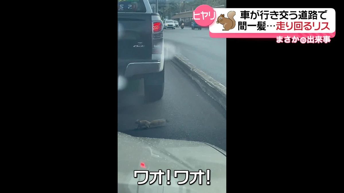 走るリス、間一髪　車が行き交う道路を渡ろうと…　タイ・バンコク