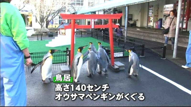 かわいい！ペンギンが初詣の練習♪　坂井市