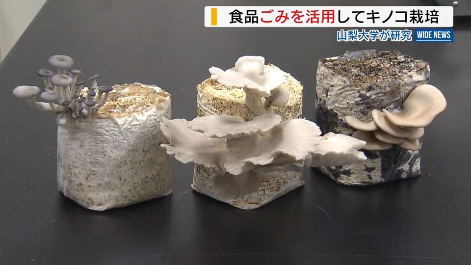 生ごみから…キノコ栽培に成功！ 食品ロス解消に一役 「食べ残しを資源に」山梨大学