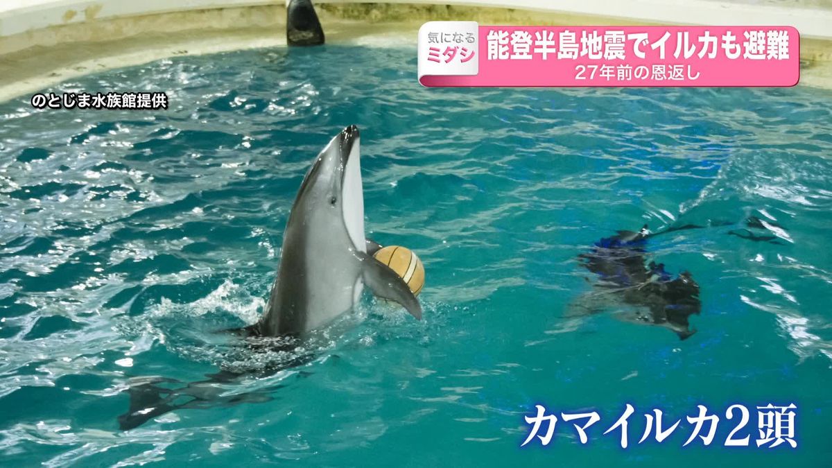 27年前の恩返し　能登半島地震で「イルカ」も避難　受け入れた福井の水族館との深い関わり