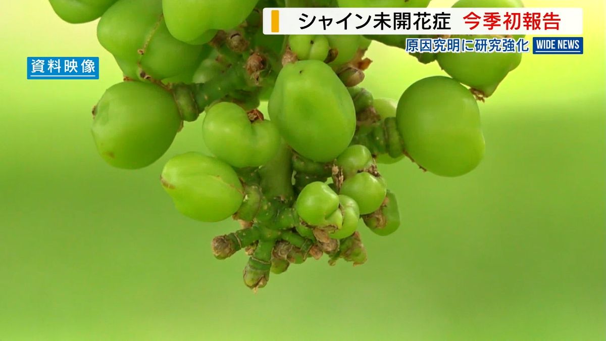 シャインマスカット“未開花症” 今シーズン初の確認「原因究明に注力」山梨県