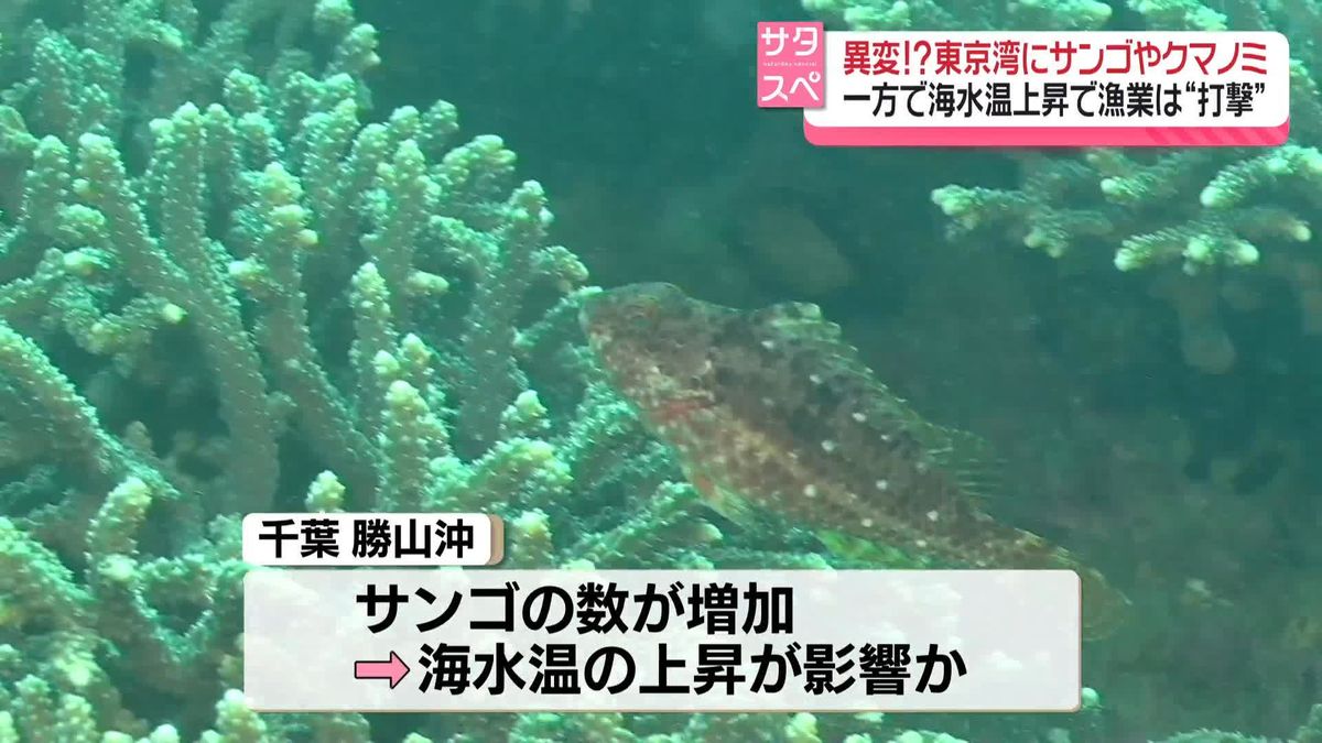東京湾、潜ってみると“驚きの光景”　海水温上昇で漁業は“打撃”