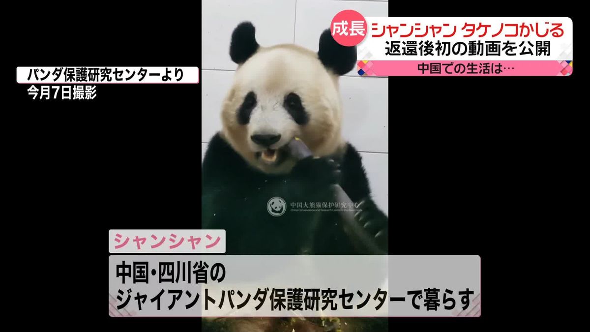 大きなタケノコかじる！　パンダの「シャンシャン」中国に返還後はじめて動画公開　ファンは涙…
