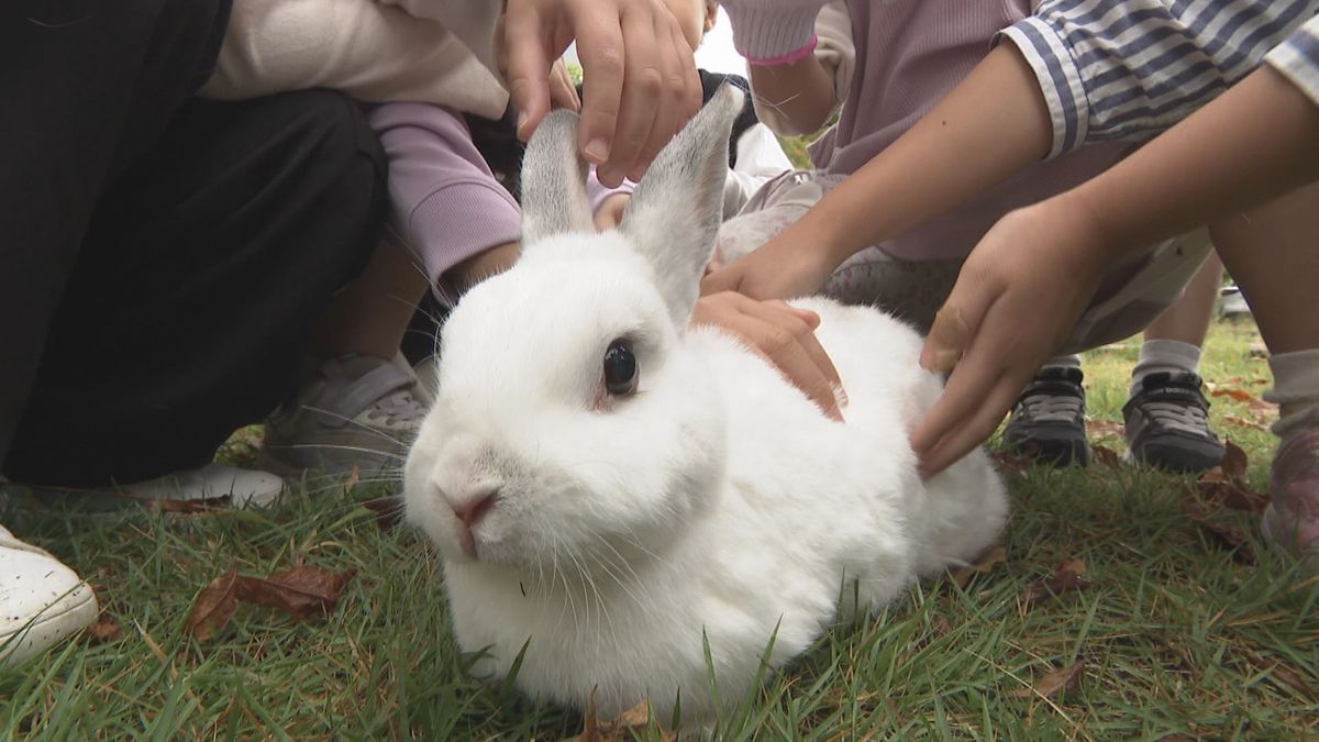 【なぜ】消える“学校ウサギ”相次ぐ『飼育放棄』…予算はほぼゼロ、教員の『ボランティア』任せの実態 「命の教育」と「教員の働き方改革」の狭間で責任の所在はどこに？