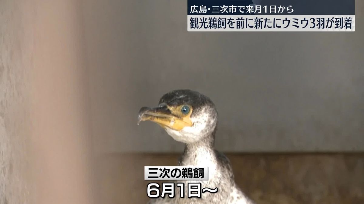 新しいウミウ3羽到着　観光鵜飼、来月開始へ　広島県三次市