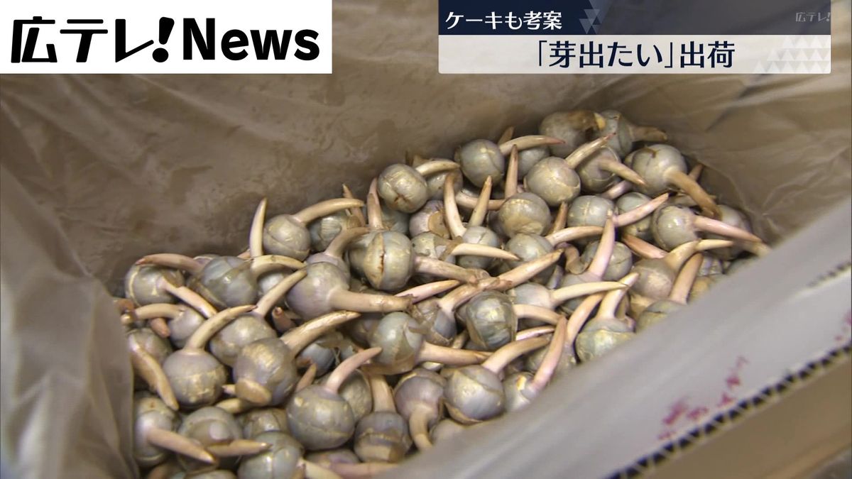 正月の縁起物「クワイ」の出荷が始まる　広島県福山市