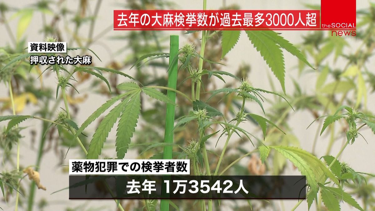 去年の大麻検挙者数が過去最多　３千人超