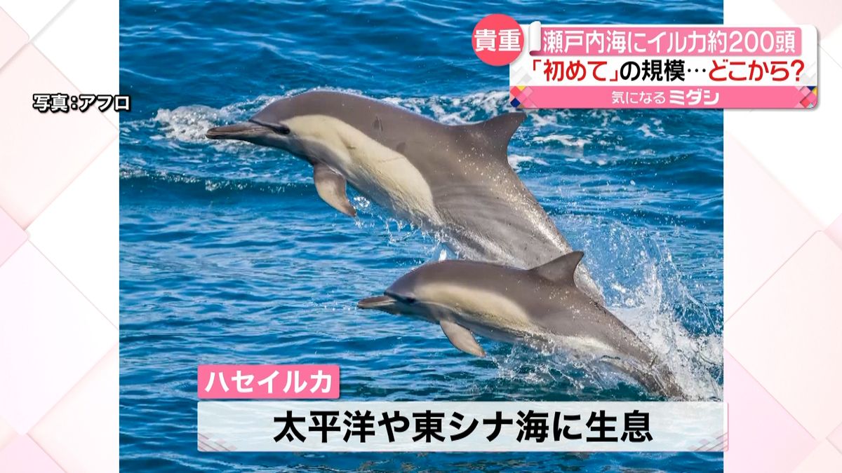 瀬戸内海にイルカ２００頭大群　どこから？
