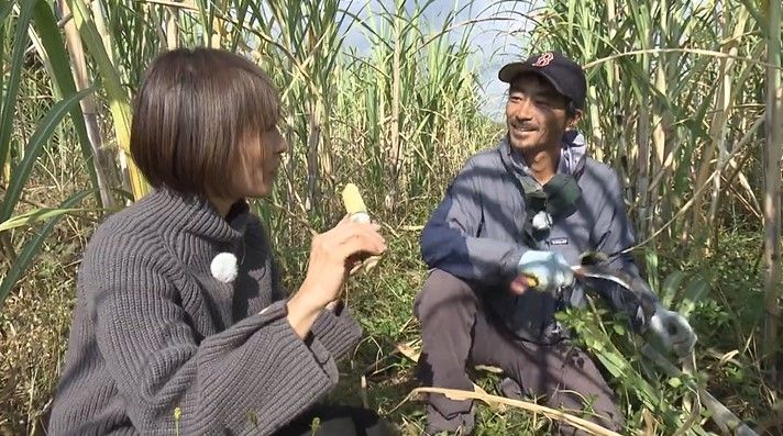 西条市でサトウキビを育てる坂井宏至さん