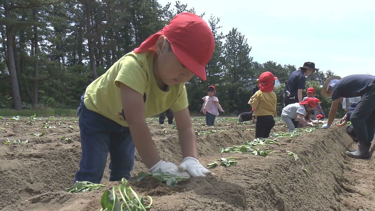 「焼き芋で食べたい」　酒田市で園児たちがサツマイモの苗植え体験