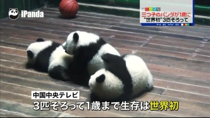 すくすくと　世界初！三つ子パンダが１歳に