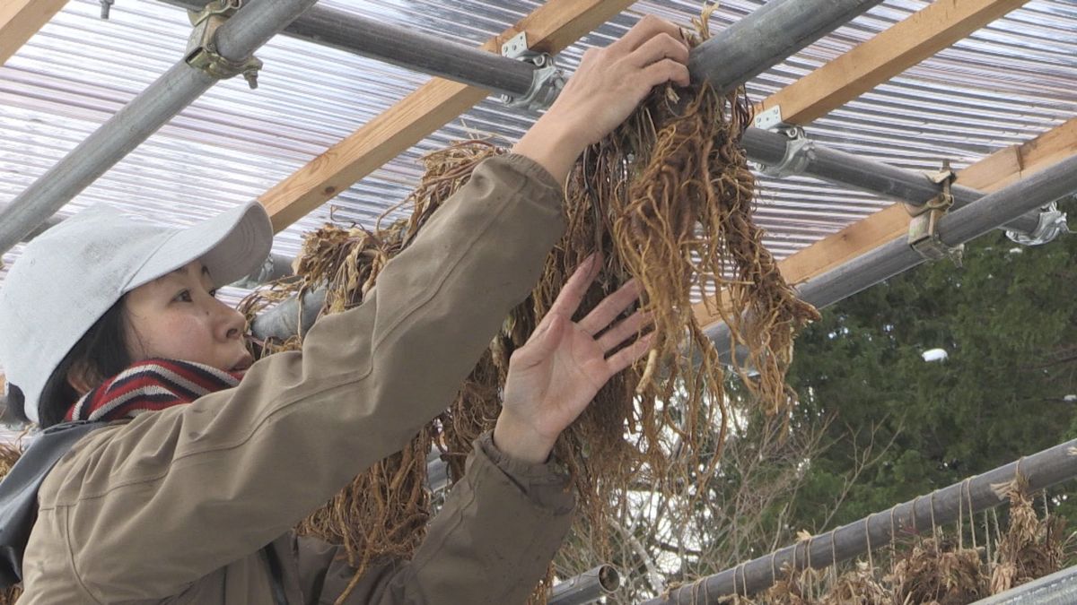 乾燥した根は漢方薬の原料に　ヤマトトウキの湯もみ　冷え性や婦人病の治療に活用　高浜町･青葉山ハーバルビレッジ