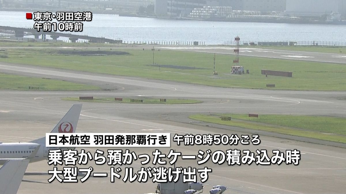 羽田空港滑走路にプードルが…一時閉鎖